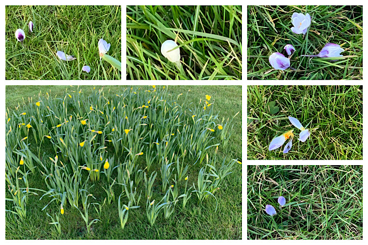 spring flowers in beautiful Cumbria 07.03.2021 ...